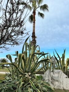 Palme, vegetazione tipica di San Benedetto del Tronto, con mare sullo sfondo