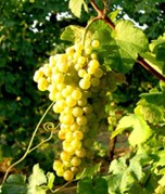 Bunch of white grapes of the autochthonous grape Verdicchio