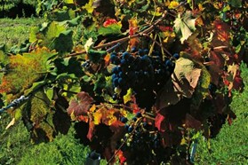 Tralcio di vite con uve a bacca nera da cui si ottiene il vino marchigiano Vernaccia Nera di Serrapetrona